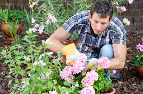 Gardener tidying a courtyard garden typical of Bayswater flats