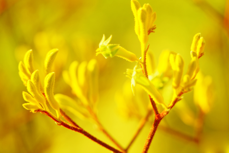 Immerse Yourself in Green Luxury: Top Tall-Potted Plants for a Private Outdoor Oasis